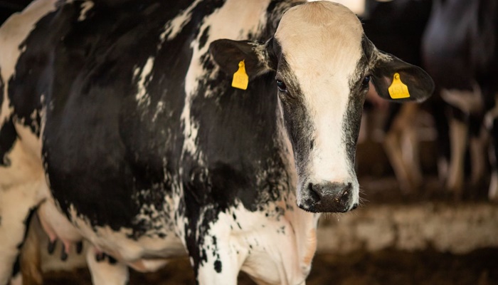 Vaca louca: confirmado que caso recente é atípico