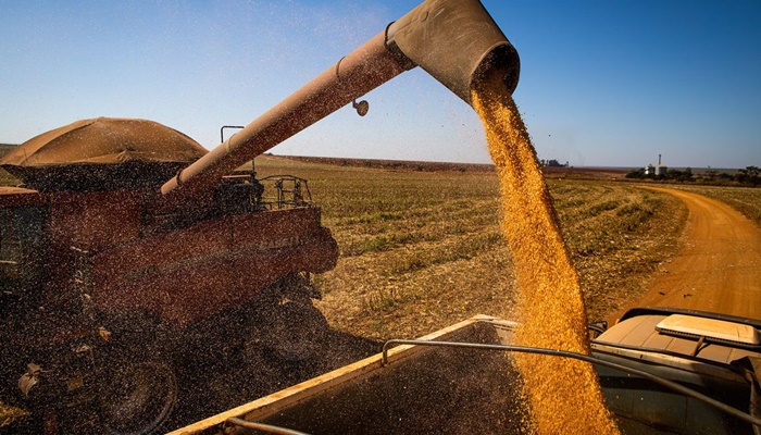 Mais 90 empresas são habilitadas para vender milho à China