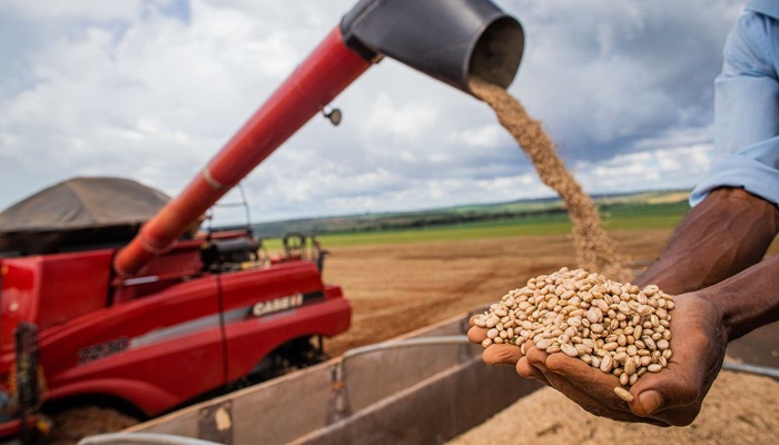 Aumento da temperatura vai afetar a produção de feijão no Brasil
