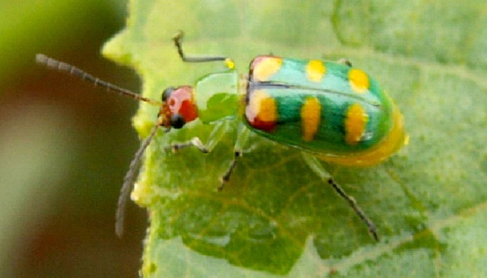  IDR-PR alerta produtores de hortaliças para combate à vaquinha verde-amarela