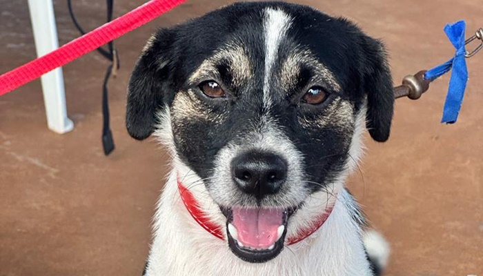  CastraPet encerra mês de fevereiro com 4.766 animais atendidos em 29 municípios