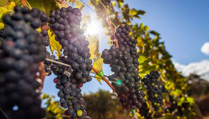 Vinícolas devem pagar R$ 7 milhões por caso de trabalho escravo no RS