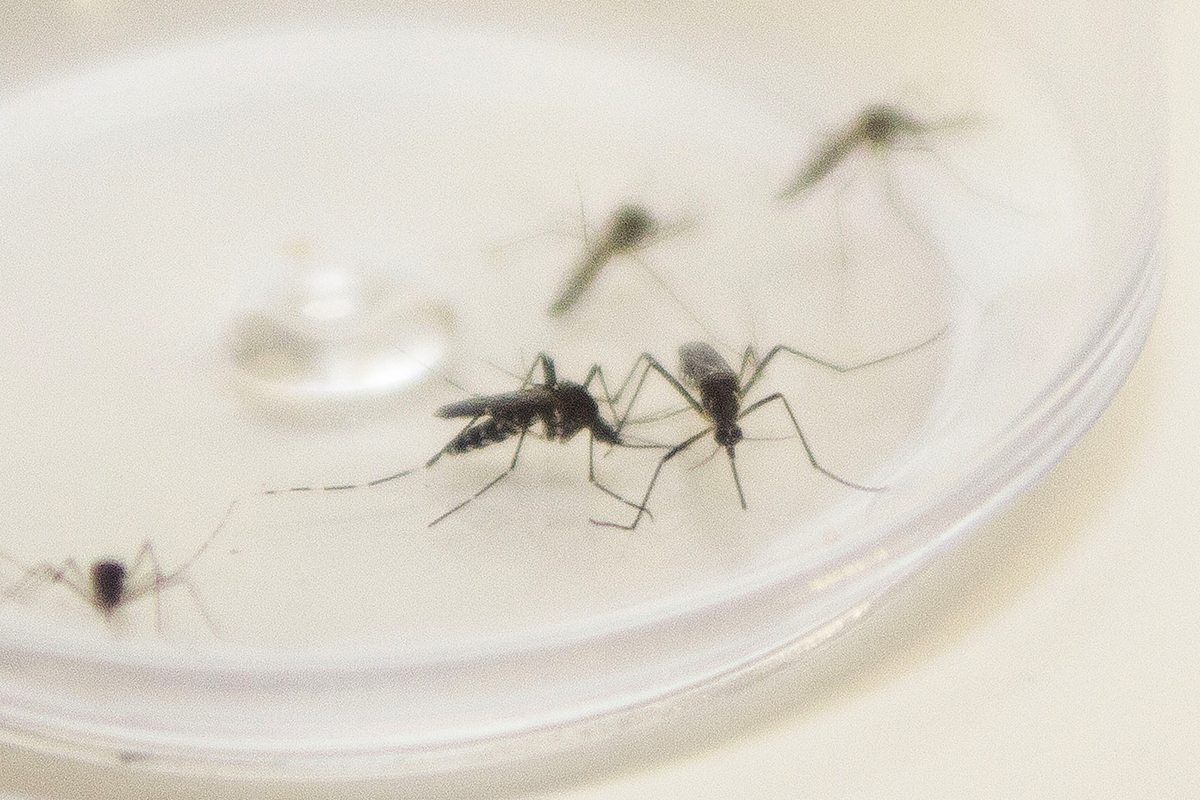  Ministério da Saúde confirma envio emergencial de inseticida para combater o Aedes Aegypti