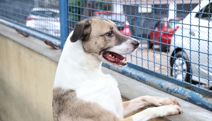 Câmara aprova projeto que incentiva a adoção de animais