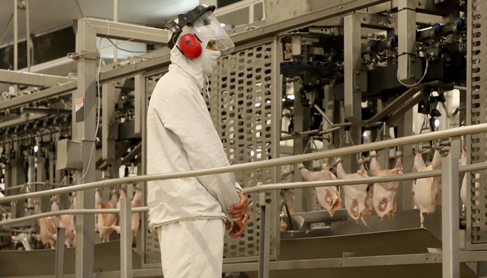  Melhor marca da história: Paraná responde por um terço da produção de frango do Brasil