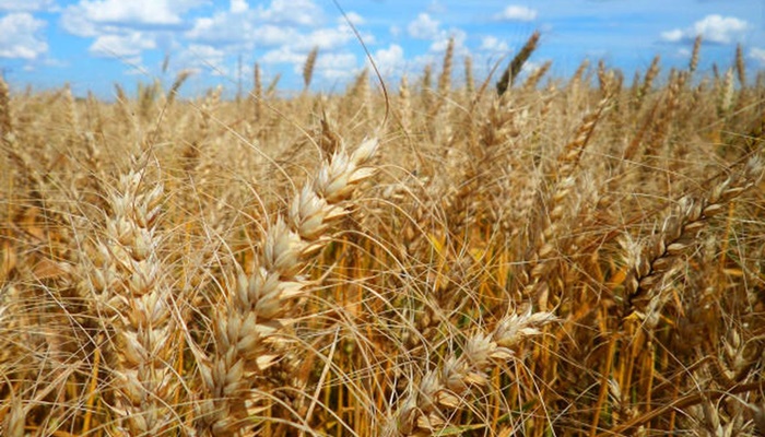 Conselho tem até 5 de abril para decidir sobre trigo transgênico
