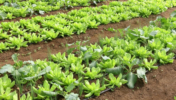 Brasil terá programa nacional para produção de alimentos saudáveis