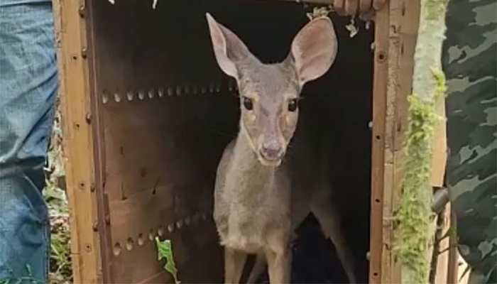  Veado, cachorro-do-mato e pássaros trinca-ferro retornam à natureza com suporte do IAT