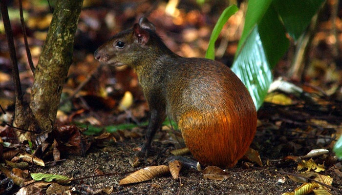 Projeto catalogará toda a diversidade da vida no território brasileiro