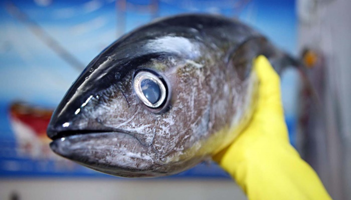 Saúde orienta sobre cuidados ao escolher o pescado neste período de maior consumo