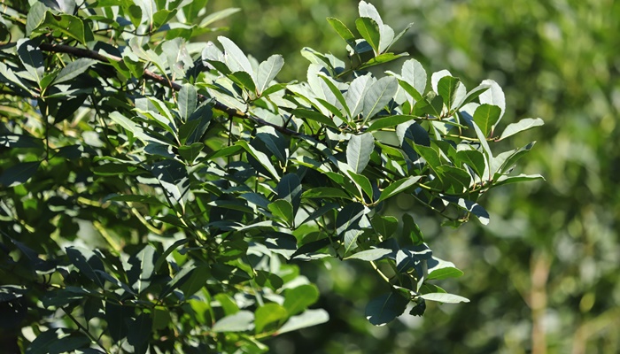  Oficina vai orientar produtores de erva-mate do Paraná na busca por novos mercados