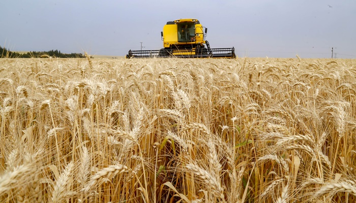  Plantio de trigo começa pela região Norte do Estado