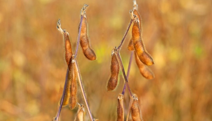 Mapa divulga os períodos de vazio sanitário da soja para 2023