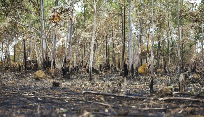 Brasil queimou área equivalente a Colômbia e Chile entre 1985 e 2022