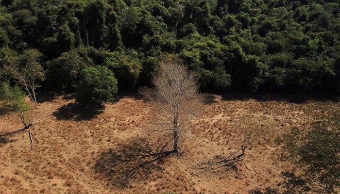 Desmatamento na Amazônia cai 36% no primeiro quadrimestre 