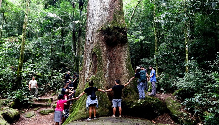 Pesquisa revela que desmatamento ameaça Mata Atlântica 