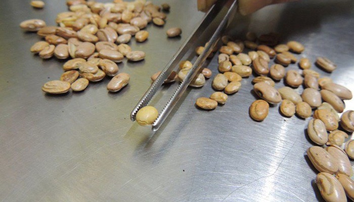 Fiscais apreendem arroz, feijão, café e azeite com irregularidades