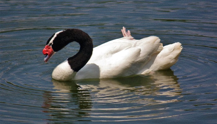 Governo confirma 1º caso de gripe aviária em ave silvestre no RS