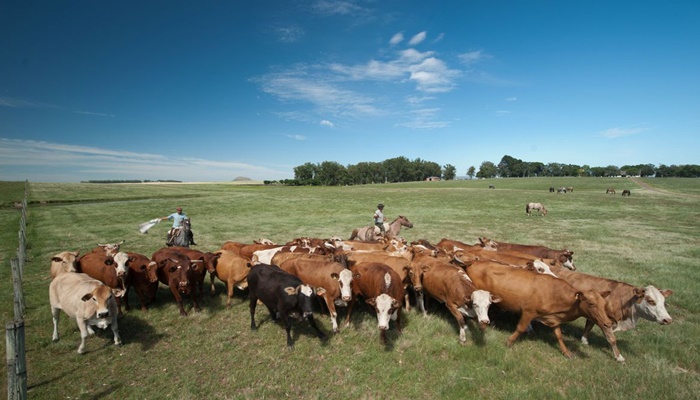 Bancos vão endurecer regras para concessão de crédito a frigoríficos