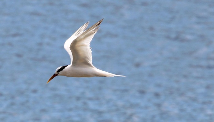 Governo abre crédito de R$ 200 milhões para combater gripe aviária