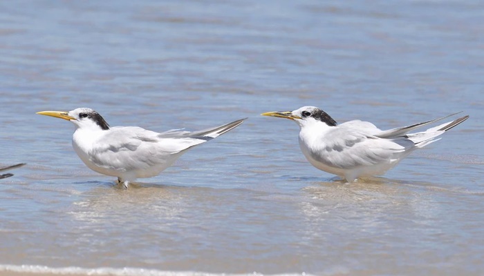 Ministério confirma mais um caso de gripe aviária; total chega a 31