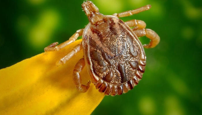 Saiba como evitar contato com o carrapato que causa a febre maculosa
