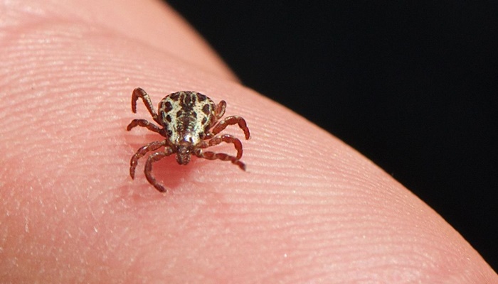 Pesquisadores buscam vacina contra a febre maculosa