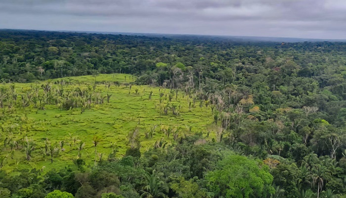 Perda de florestas tropicais primárias aumentou 15% no Brasil em 2022