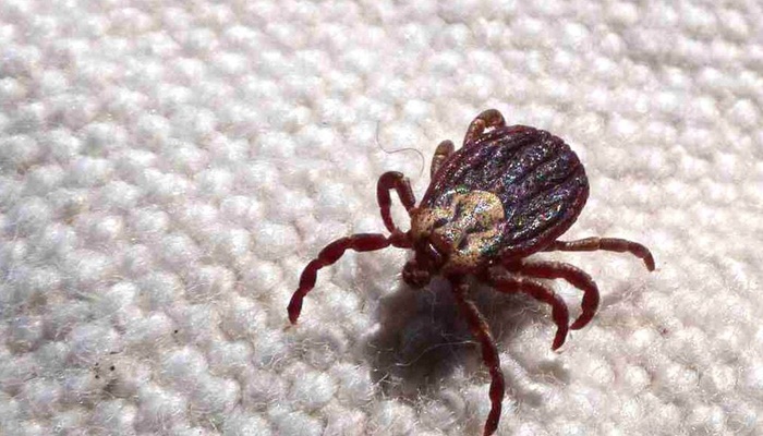 Anvisa aprova registro de kit para diagnóstico de febre maculosa