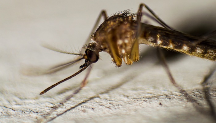 Londrina é epicentro da dengue no Paraná, mosquitos estéreis são usados para reduzir a transmissão