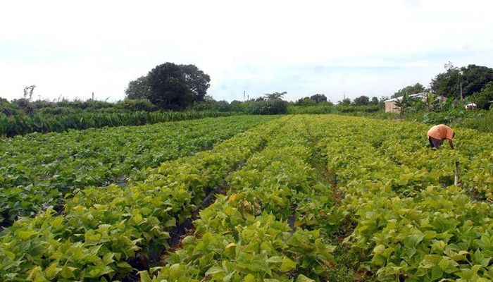 Ministérios assinam acordo para impulsionar agricultura familiar