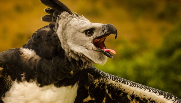 Plataforma faz alerta sobre espécies em risco de extinção em todo país