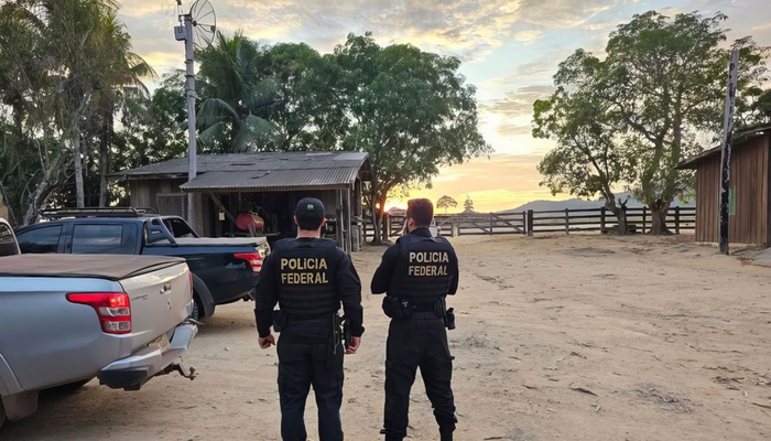 PF combate desmatamento para criação de gado na floresta amazônica