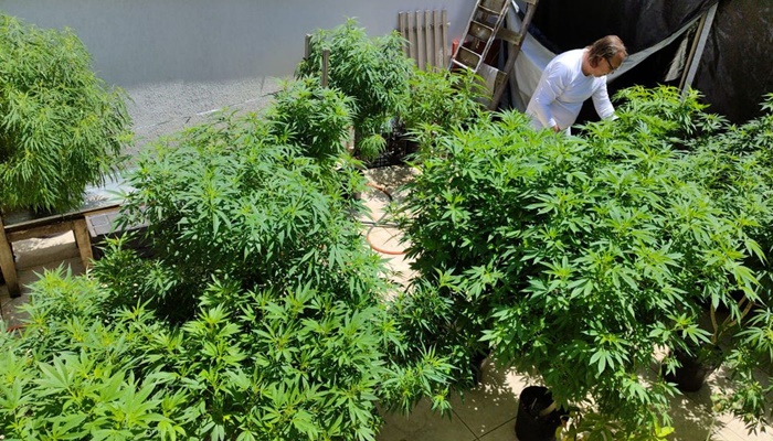 Especialistas discutem formas de melhorar acesso à cannabis medicinal