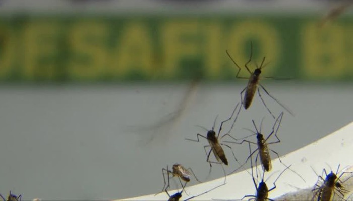 Laboratório pede incorporação da vacina contra dengue no SUS