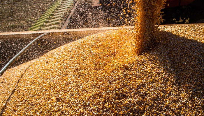 Conab: produção de grãos deve crescer 17,4% na safra 2022/2023