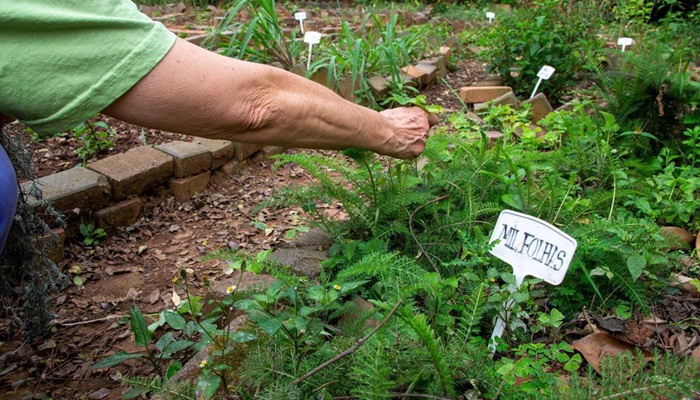 Fiocruz propõe revisão da política de plantas medicinais