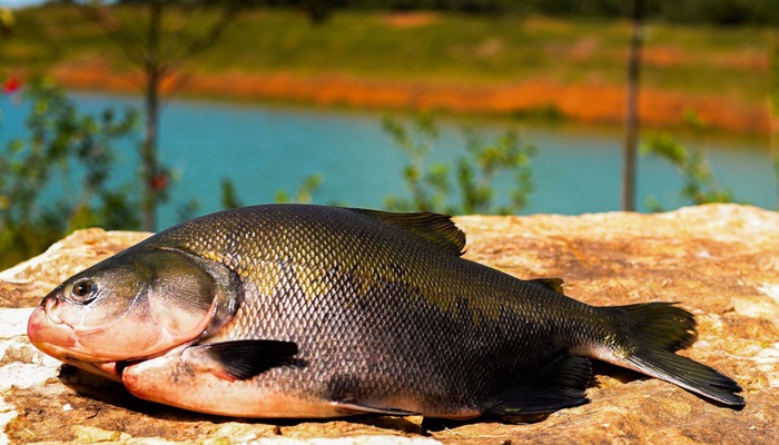 Consumo de pescado cresce 65% no Brasil desde 2004