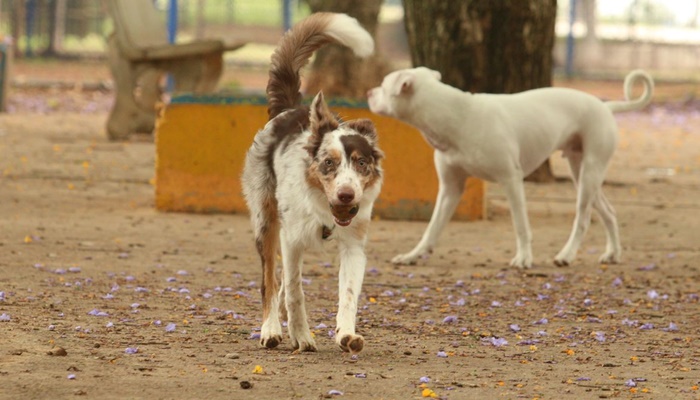 Governo cria grupo de trabalho para proteção dos direitos animais