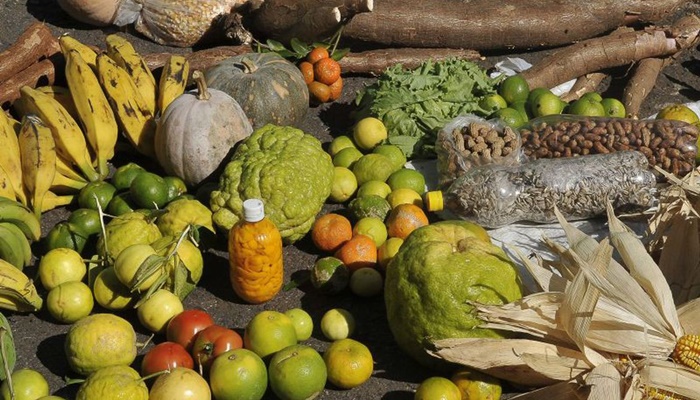 Programa estimulará produção sustentável de alimentos em áreas urbanas