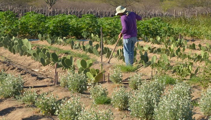 Inadimplência atinge 28% dos produtores rurais no país