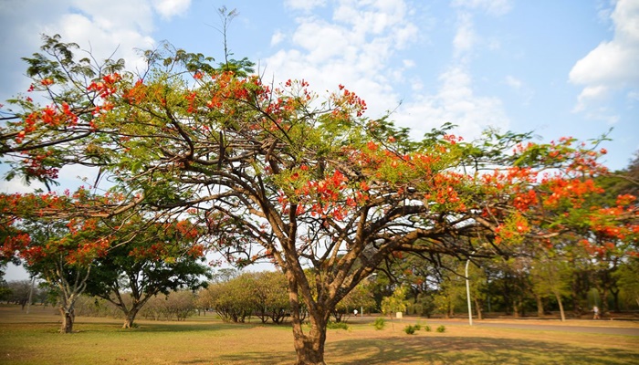 Primavera começa às 3h50 deste sábado