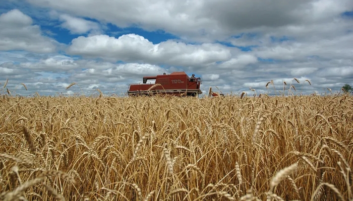 Com enxurradas no RS e preços 40% menores, safra de trigo preocupa produtores