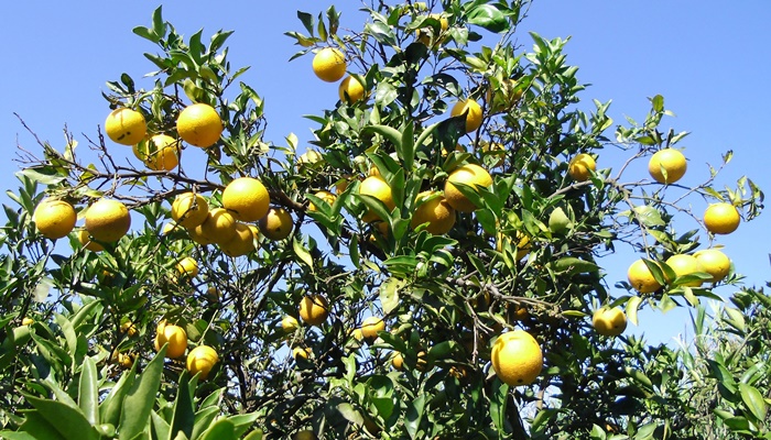  Estudo conduzido por técnicos do IDR indica melhores opções de laranja-pera para agricultura