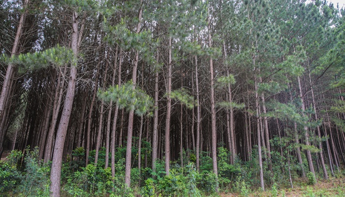  Paraná lidera a produção nacional de lenha e produtos alimentícios da silvicultura