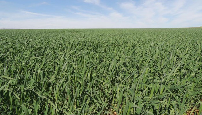 Área reservada à agropecuária no país cresceu 50% em 37 anos