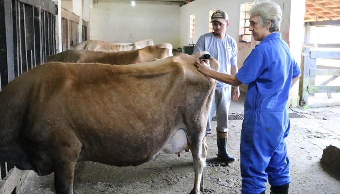  Estação do IDR-Paraná desenvolve pesquisa com acupuntura em animais