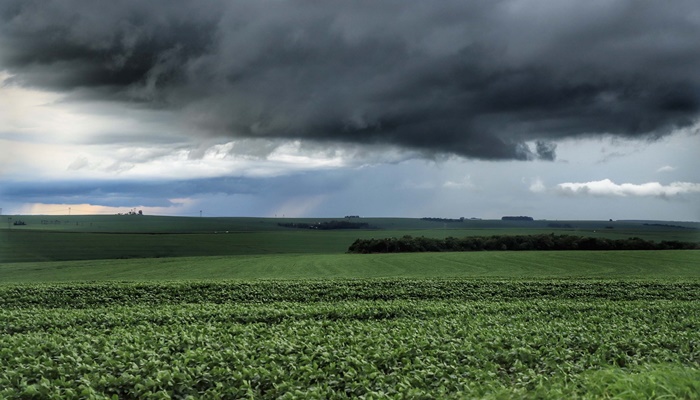  Previsão de safra da Secretaria da Agricultura avalia impacto das chuvas nas lavouras