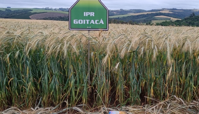  IDR-Paraná prepara lançamento de nova cultivar de triticale, com grande potencial produtivo