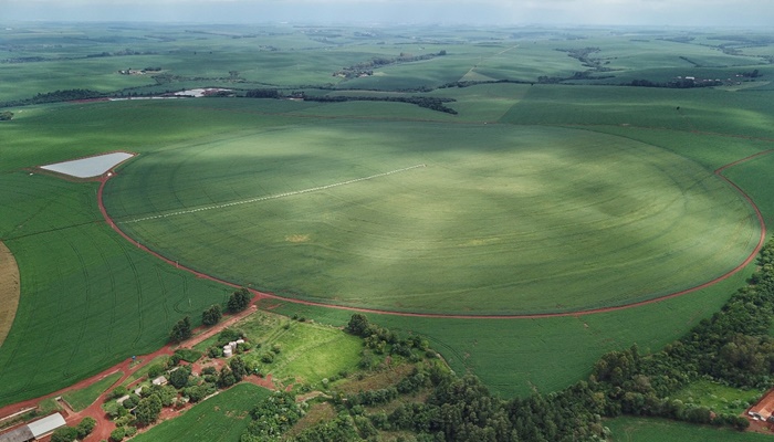  Com 312 mil hectares, produtores de milho terminam plantio da primeira safra